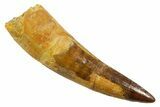 Fossil Spinosaurus Tooth - Real Dinosaur Tooth #380976-1